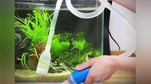 龍魚缸多久換一次水（龍魚缸換水的正確方式）
