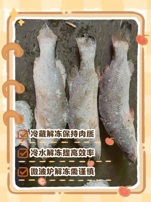 冷水龍魚冷凍保存能保存多久？（冷水龍魚冷凍保存時間）