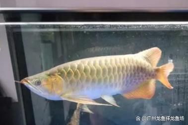 如何判斷龍魚(yú)腮部泡泡是否好轉(zhuǎn)？（如何判斷龍魚(yú)腮部泡泡是否好轉(zhuǎn)）