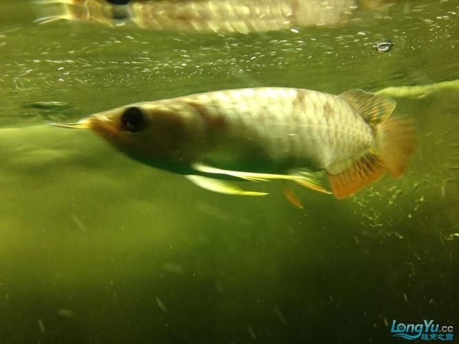 如何判斷龍魚(yú)腮部泡泡是否好轉(zhuǎn)？（如何判斷龍魚(yú)腮部泡泡是否好轉(zhuǎn)）