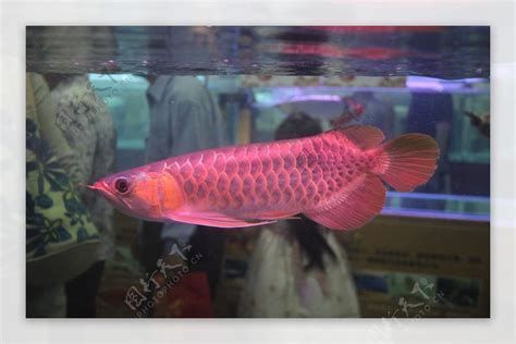 哪些龍魚品種容易出現眼邊白液？（龍魚的眼病如何治療）