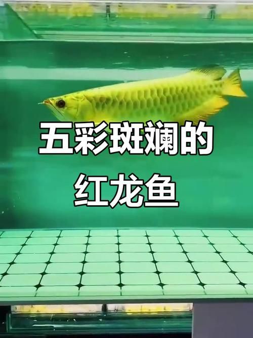 望江龍魚有哪些品種？（“望江龍魚”品種的高清圖片與視頻資源確認無圖可解）