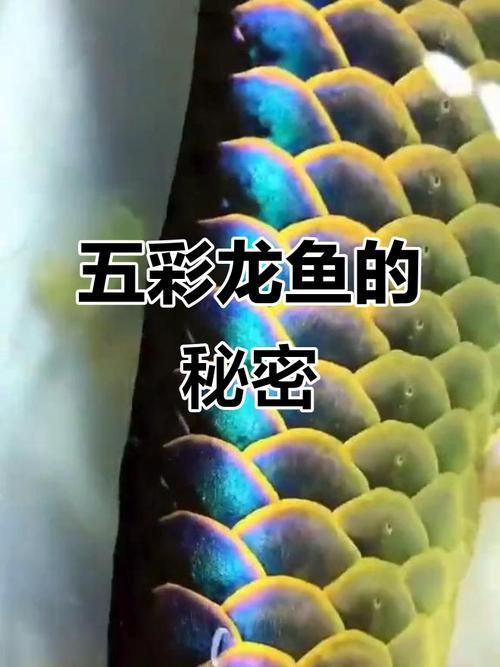 望江龍魚有哪些品種？（“望江龍魚”品種的高清圖片與視頻資源確認無圖可解）