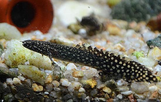 杰西卡恐龍魚有哪些主打產品？（“杰西卡恐龍魚”主打產品）