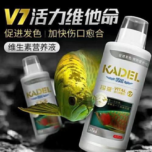 瑪豆和速倍妥的龍魚益生菌哪個更好？（瑪豆與速倍妥龍魚益生菌）