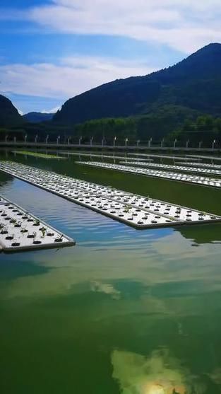 忻城縣龍魚養殖業的發展情況（廣西忻城縣龍魚養殖業） 忻城縣龍魚養殖業的發展情況（廣西忻城縣龍魚養殖業） 龍魚百科 第3張