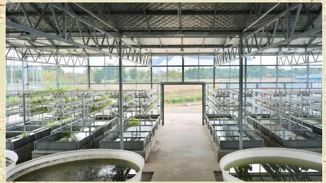 忻城縣龍魚養殖業的發展情況（廣西忻城縣龍魚養殖業） 忻城縣龍魚養殖業的發展情況（廣西忻城縣龍魚養殖業） 龍魚百科 第5張