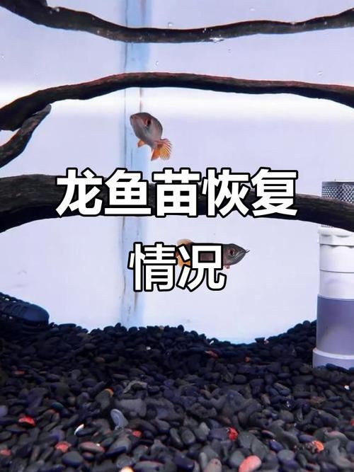 30元一斤的龍魚苗存活率高嗎？（30元一斤的龍魚苗存活率極低）