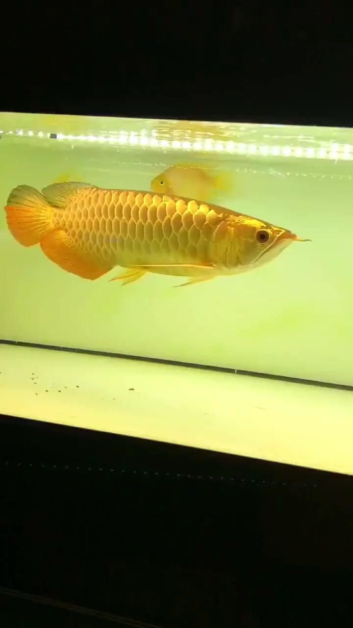 哪些龍魚品種適合放鹽？（淡水觀賞魚飼養(yǎng)中是否給龍魚“放鹽”一直是個有爭議的話題）