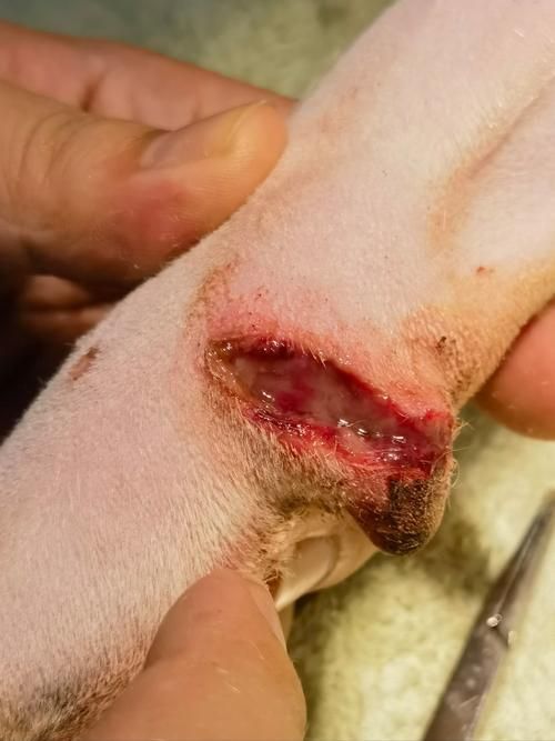 龍魚嘴巴掉皮后如何護理？（關于龍魚嘴巴掉皮的護理）