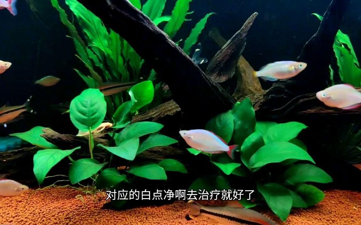 如何區分龍魚水霉病和白點病？（如何區分龍魚水霉病和白點病） 如何區分龍魚水霉病和白點病？（如何區分龍魚水霉病和白點病） 龍魚百科 第2張