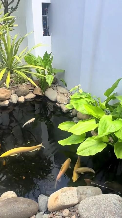邱縣龍魚養(yǎng)殖技術(shù)（邱縣龍魚養(yǎng)殖技術(shù)細(xì)節(jié)）
