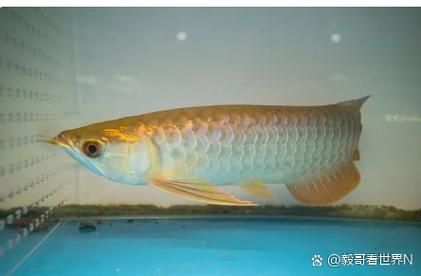 廣州龍魚價格大概是多少（廣州龍魚價格大概是多少廣州龍魚批發市場在哪里）