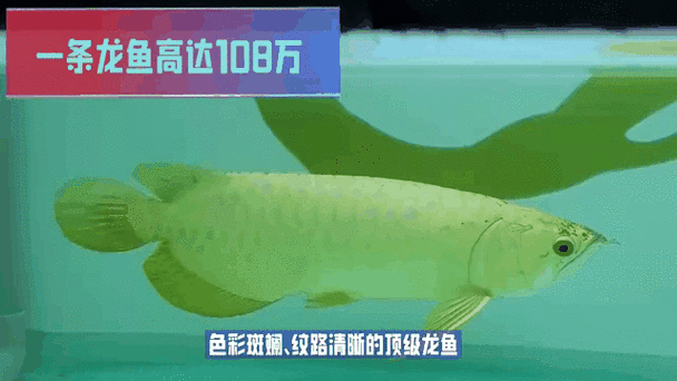 廣州龍魚價格大概是多少（廣州龍魚價格大概是多少廣州龍魚批發市場在哪里）
