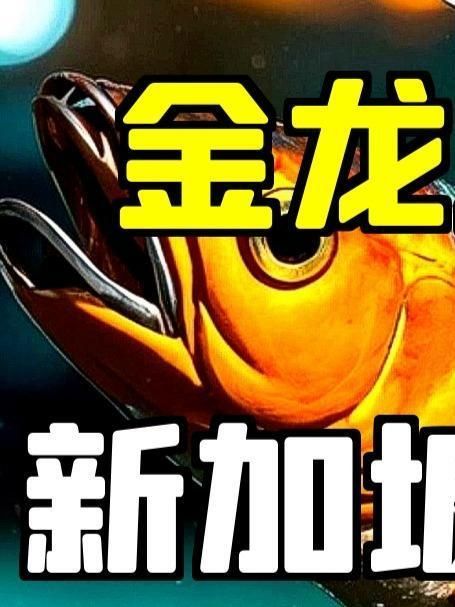 金龍魚是否涉及任何國際爭議？（金龍魚在亞洲地區(qū)廣泛養(yǎng)殖金龍魚是否涉及任何國際爭議） 金龍魚是否涉及任何國際爭議？（金龍魚在亞洲地區(qū)廣泛養(yǎng)殖金龍魚是否涉及任何國際爭議） 龍魚百科 第1張