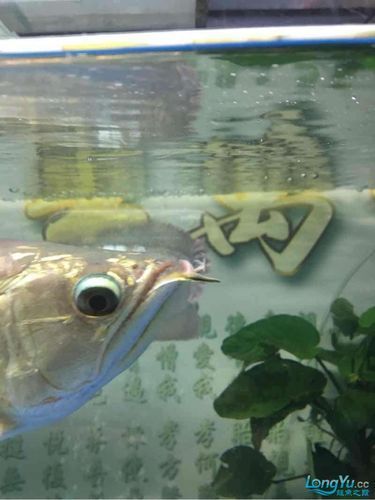如何判斷龍魚斷須的嚴(yán)重程度？（如何判斷龍魚斷須的嚴(yán)重程度）