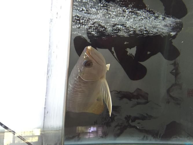 如何判斷龍魚斷須的嚴(yán)重程度？（如何判斷龍魚斷須的嚴(yán)重程度）