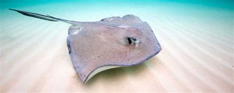 哪些魚可以和龍魚混養？（混養龍魚可行配魚清單）