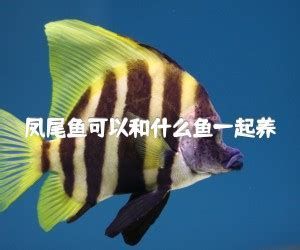 哪些魚可以和龍魚混養？（混養龍魚可行配魚清單）