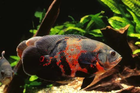 哪些魚可以和龍魚混養？（混養龍魚可行配魚清單）