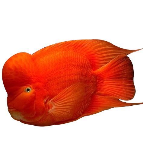 哪些魚可以和龍魚混養？（混養龍魚可行配魚清單）
