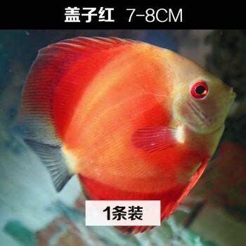 哪些魚可以和龍魚混養？（混養龍魚可行配魚清單）