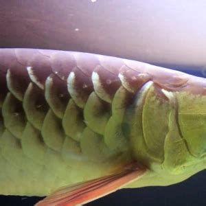 龍魚白色塊狀物可能是哪些疾病？（龍魚出現(xiàn)白色塊狀物是怎么回事）