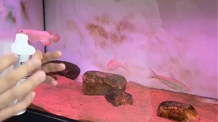 有哪些方法可以加速龍魚鱗片恢復？（龍魚鱗片恢復期間的每日護理清單）