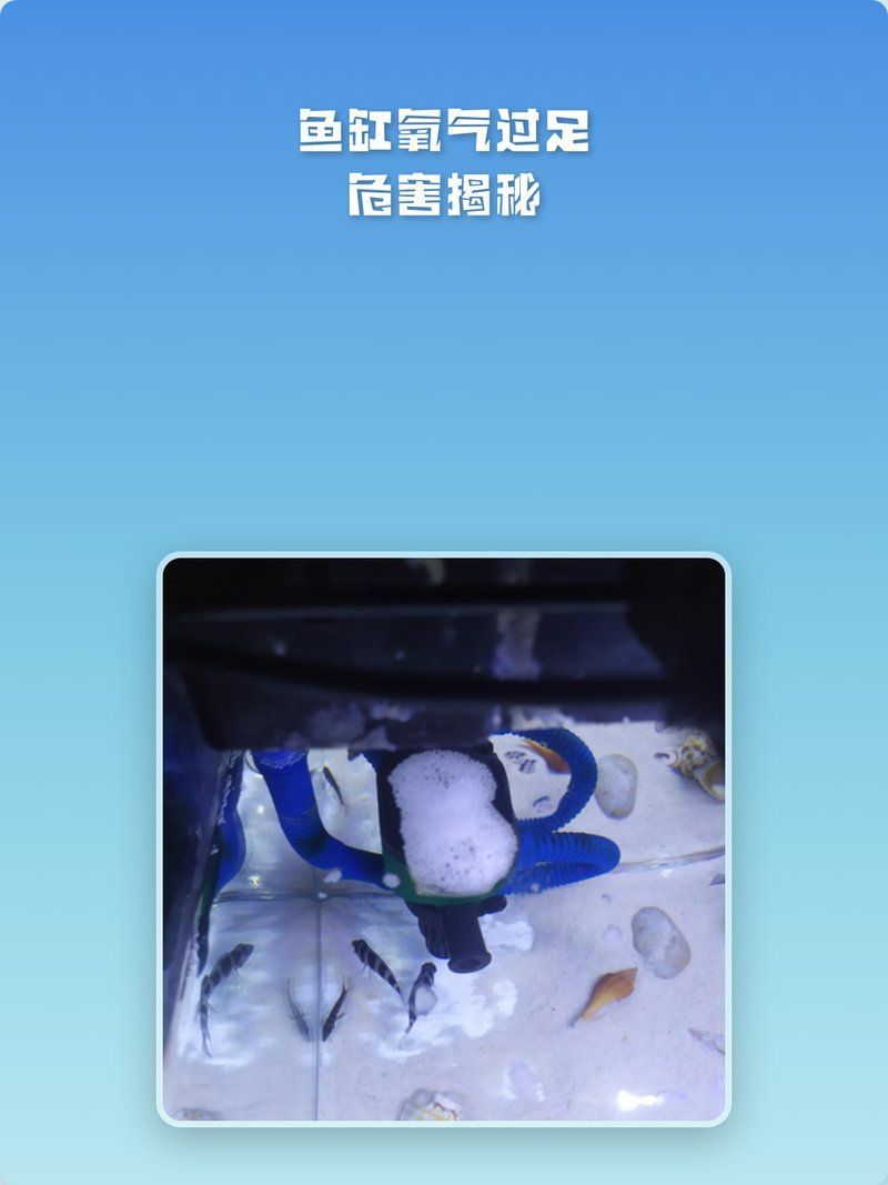 銅龍魚的市場價格走勢，銅龍魚市場價格走勢
