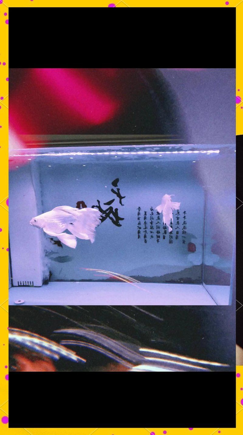 打氧對金龍魚有哪些具體好處？（打氧對金龍魚的好處）