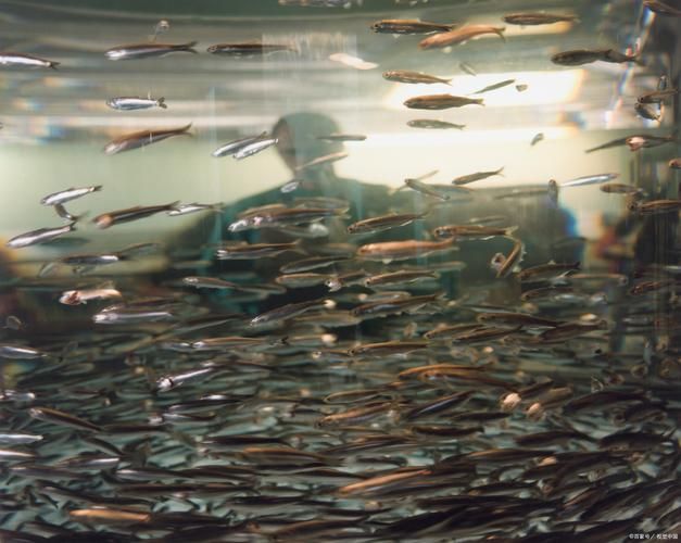 北京龍魚苗批發的季節性如何？（北京龍魚苗批發季節性規律）