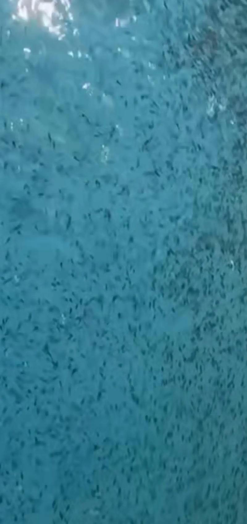 小龍魚(yú)苗有哪些常見(jiàn)的疾病及防治方法？（小龍魚(yú)苗常見(jiàn)疾病及防治方法）