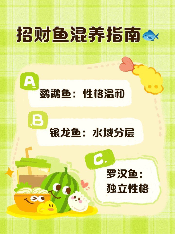 招財魚有哪些品種適合與龍魚混養？（招財魚與龍魚混養有哪些成功案例招財魚與龍魚混養搭檔推薦）