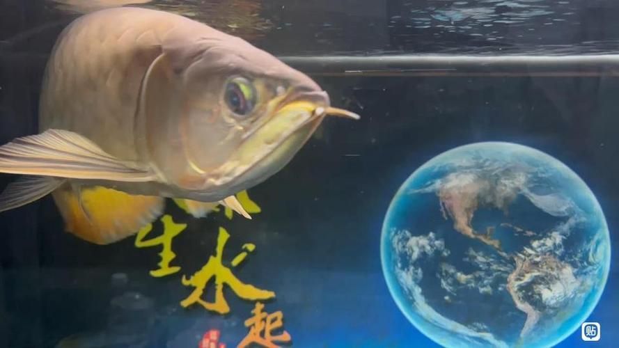 龍魚吧有哪些功能模塊？（龍魚吧百度貼吧通用模塊信息整理完成）