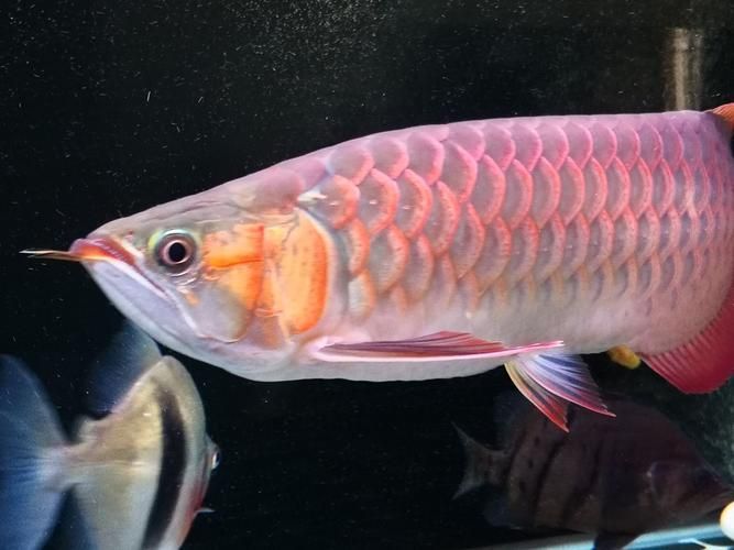龍魚吧有哪些功能模塊？（龍魚吧百度貼吧通用模塊信息整理完成）