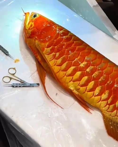 滿城龍魚的市場價格是多少？（滿城龍魚市場價格因品種、體型、發色程度和因素差異極大）