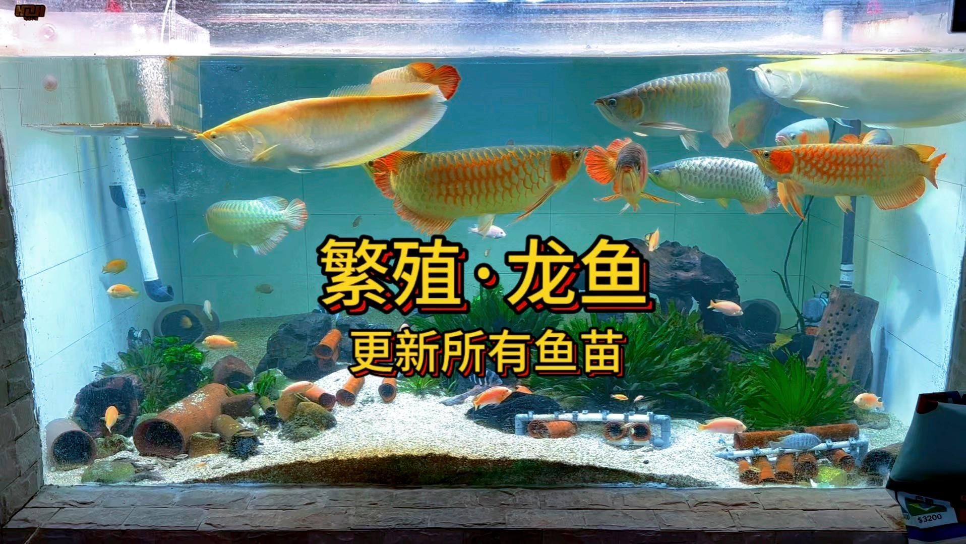 龍魚幼苗哪個品種最好養？（魚幼苗的品種對于新手養魚者來說是一個重要問題）