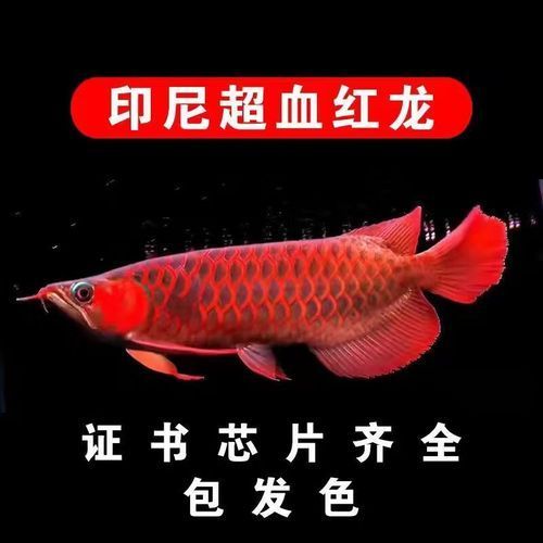 血紅色龍魚的價格范圍（血紅色龍魚價格揭秘血紅色龍魚價格揭秘自在獨行記）