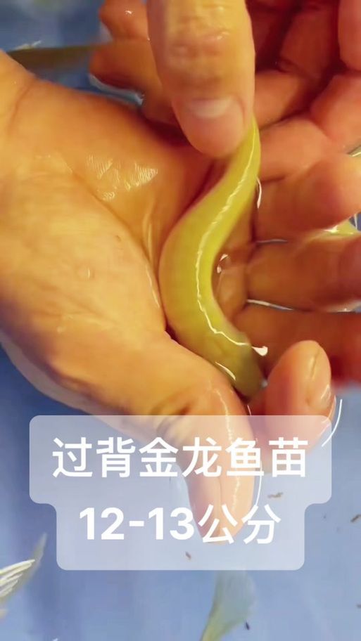金龍魚魚苗有哪些推薦購買渠道？（金龍魚苗購買渠道）