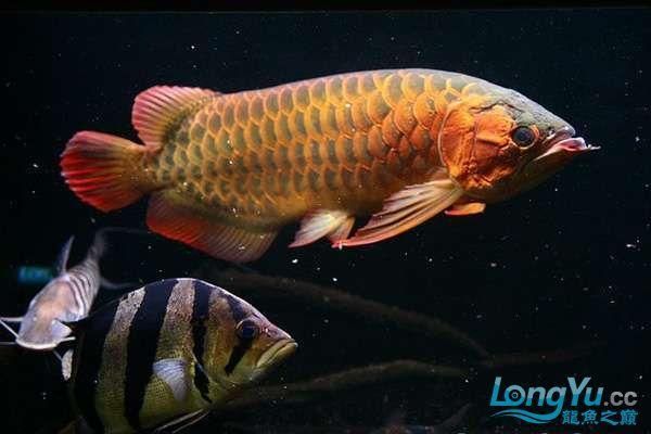 推薦一些價格適中的龍魚配魚（mcp工具調(diào)用龍魚配魚推薦：價格適中的龍魚配魚）