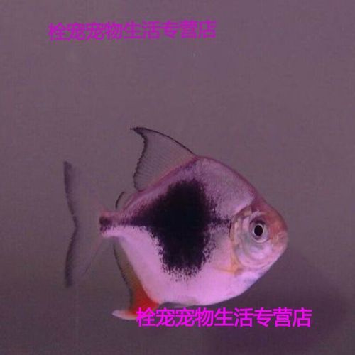 推薦一些價格適中的龍魚配魚（mcp工具調(diào)用龍魚配魚推薦：價格適中的龍魚配魚）