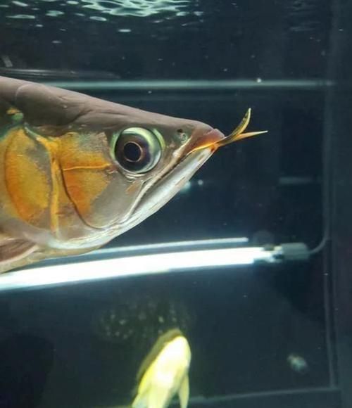 如何判斷金龍魚是否患有兜嘴病？