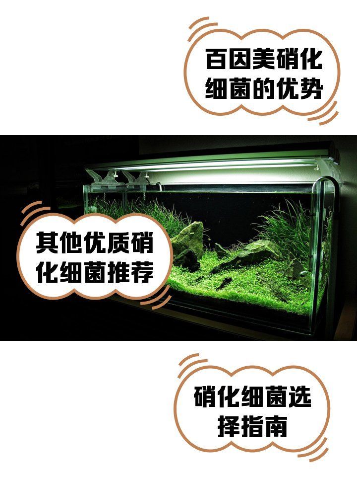 哪個品牌的龍魚硝化細菌性價比最高？（百因美硝化細菌哪款好推薦）