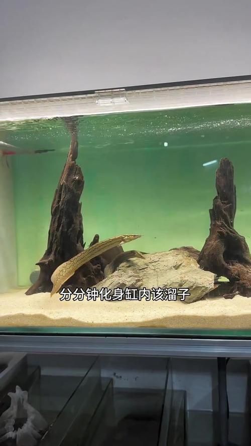 有沒(méi)有更詳細(xì)的小火龍魚養(yǎng)殖教程視頻？（“小火龍魚”養(yǎng)殖教程視頻）