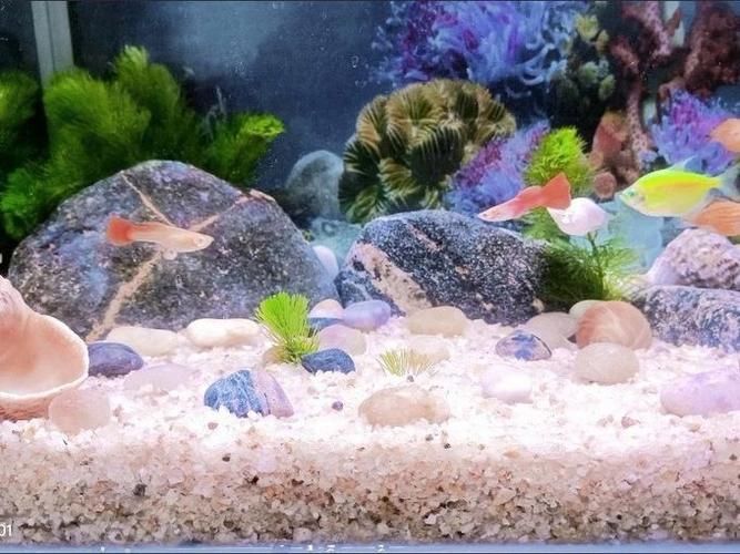 有沒(méi)有更詳細(xì)的小火龍魚養(yǎng)殖教程視頻？（“小火龍魚”養(yǎng)殖教程視頻）