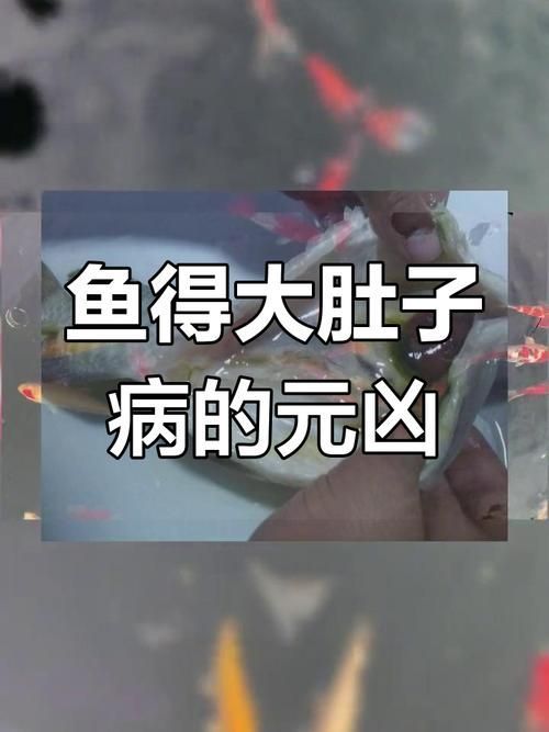 有沒有更簡單的龍魚腹水治療方法？