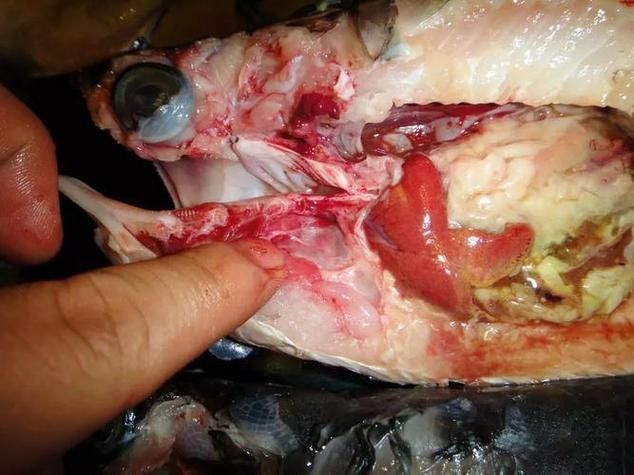 金龍魚吃牛心后有哪些常見反應？（金龍魚吃牛心后的多種生理與行為反應詳解+配圖）
