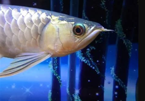 龍魚眼睛白圈需要換幾次水？