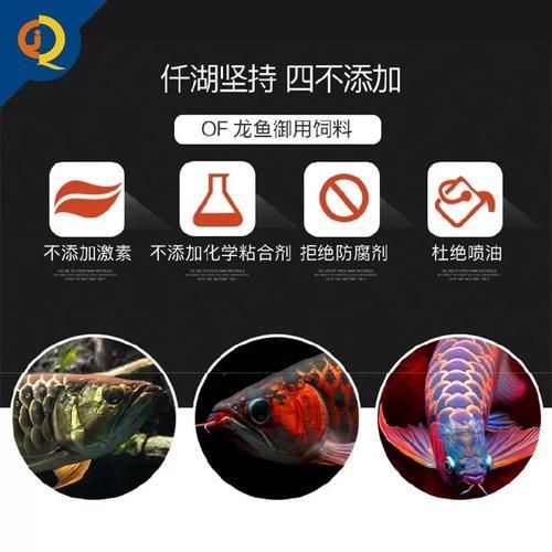 有哪些品牌的金龍魚專用飼料推薦？（金龍魚專用飼料專用飼料品牌在亳順專用飼料領域的頭部品牌）