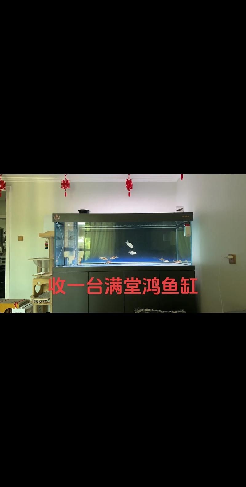 除了以上品牌，還有哪些龍魚缸品牌值得推薦？（高端魚缸品牌對比清單）